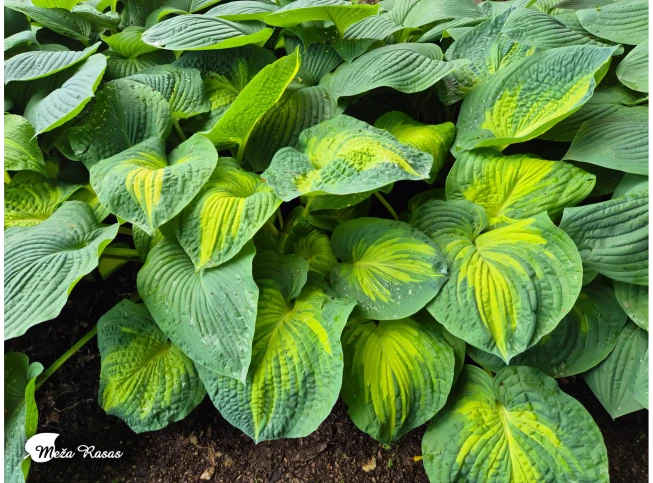 Hosta   'Great Expectations'